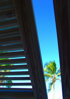Plantation shutter on Windward Islands View of palm tree against blue sky, through partially opened plantation shutter